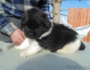 Превью фото № 243027