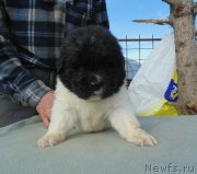 Превью фото № 243030