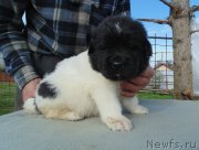 Превью фото № 243033