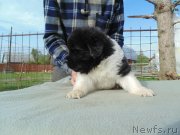 Превью фото № 243034