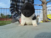 Превью фото № 243035