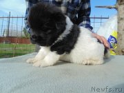 Превью фото № 243036