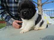 Превью фото № 243037