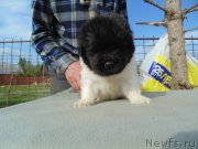 Превью фото № 243038