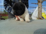 Превью фото № 243039