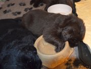 Превью фото № 243050