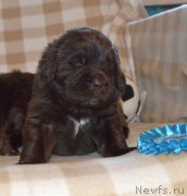 Превью фото № 243061