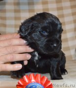 Превью фото № 243069