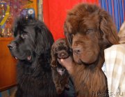 Превью фото № 243072