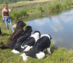 Превью фото № 2431