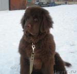 Превью фото № 24310