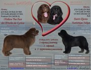 Превью фото № 243133