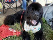 Превью фото № 243175