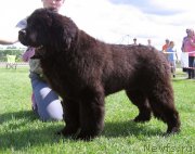 Превью фото № 243235