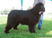 Превью фото № 243238