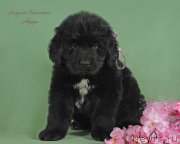 Превью фото № 243244