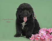 Превью фото № 243246