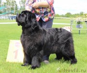 Превью фото № 243255