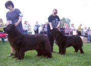 Превью фото № 243256