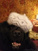 Превью фото № 243276