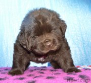 Превью фото № 243310