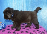 Превью фото № 243317