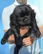 Превью фото № 243318