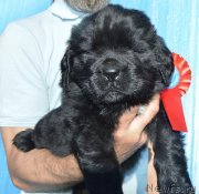 Превью фото № 243321