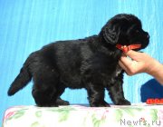 Превью фото № 243322