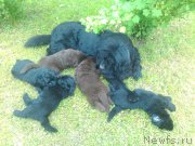 Превью фото № 243327