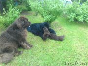 Превью фото № 243328