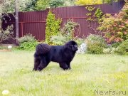 Превью фото № 243334