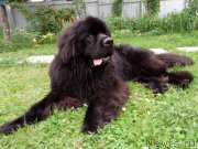 Превью фото № 243336