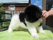 Превью фото № 243337