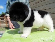 Превью фото № 243341