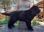 Превью фото № 243348