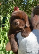 Превью фото № 243362