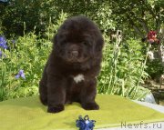 Превью фото № 243363