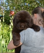 Превью фото № 243367