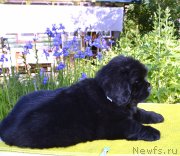 Превью фото № 243368