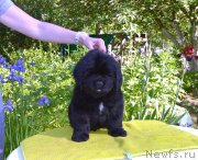 Превью фото № 243370