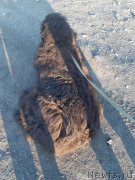 Превью фото № 243390