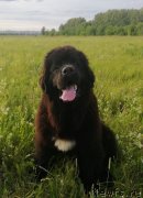 Превью фото № 243400