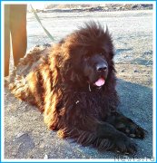 Превью фото № 243405