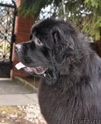 Превью фото № 243433