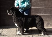 Превью фото № 243448