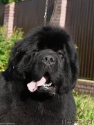 Превью фото № 243467