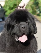 Превью фото № 243468