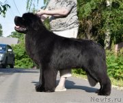 Превью фото № 243472