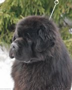 Превью фото № 243484